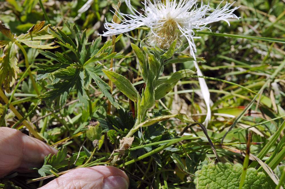 Centaurea cfr. pseudophrygia, albina